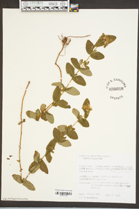 Hypericum graveolens image