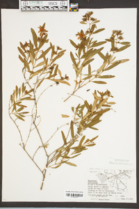 Hypericum prolificum image