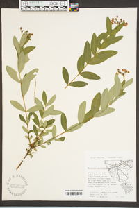 Hypericum prolificum image