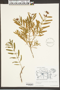 Hypericum prolificum image