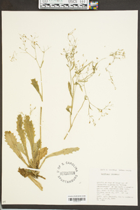 Saxifraga michauxii image