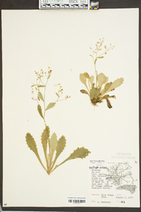 Saxifraga michauxii image