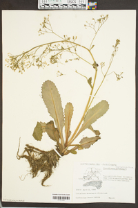 Saxifraga micranthidifolia image