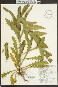 Verbascum blattaria image