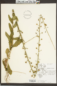 Verbascum blattaria image