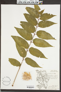 Ailanthus altissima image