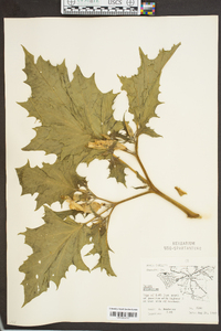 Datura stramonium image