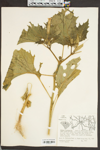 Datura stramonium image