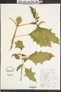 Datura stramonium image