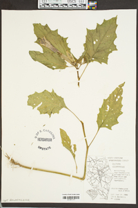 Datura stramonium image