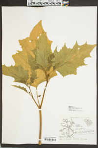 Datura stramonium image