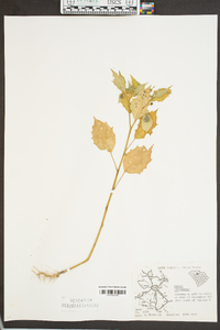 Datura stramonium image