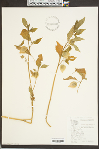 Physalis angulata image