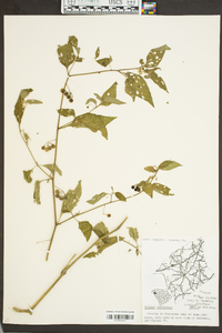 Solanum americanum image