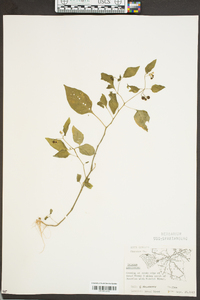 Solanum americanum image