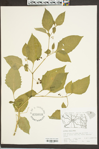 Solanum americanum image