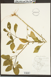 Solanum americanum image