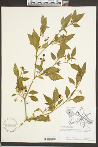 Solanum americanum image