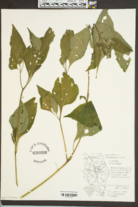 Solanum americanum image