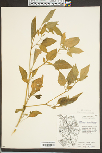 Solanum americanum image