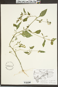 Solanum americanum image