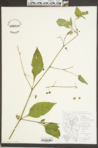 Solanum americanum image