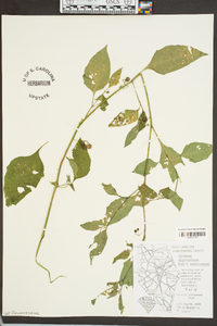 Solanum americanum image