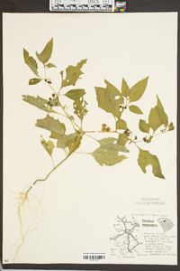 Solanum americanum image