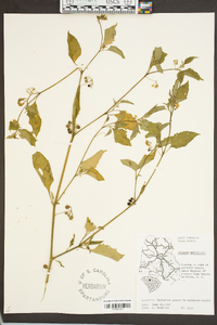 Solanum americanum image