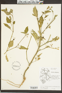 Solanum americanum image