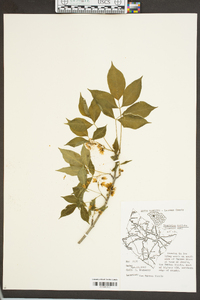 Staphylea trifolia image