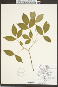 Staphylea trifolia image