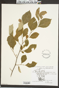 Styrax americanus image