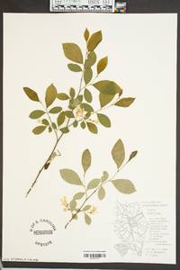 Styrax americanus image