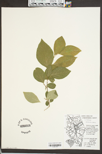 Styrax americanus image