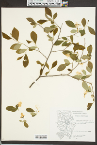 Styrax americanus image