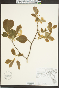 Styrax grandifolius image