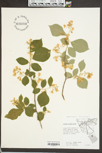 Styrax grandifolius image