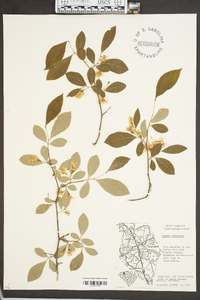 Styrax grandifolius image