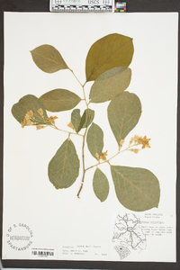 Styrax grandifolius image