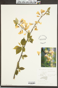 Halesia carolina image