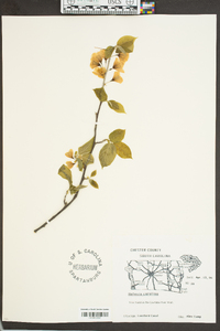 Halesia carolina image