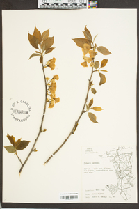 Halesia carolina image