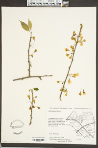 Halesia carolina image