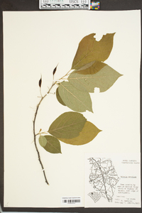 Halesia carolina image