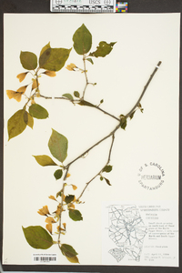 Halesia carolina image