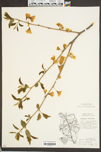 Halesia carolina image