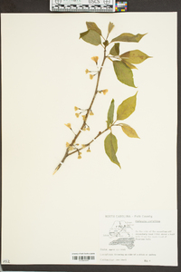 Halesia carolina image