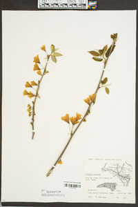 Halesia carolina image