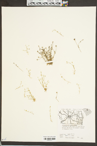 Polypremum procumbens image